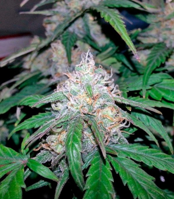 Семена сорта Crystal Candy (Sweet Seeds) — изображение 5