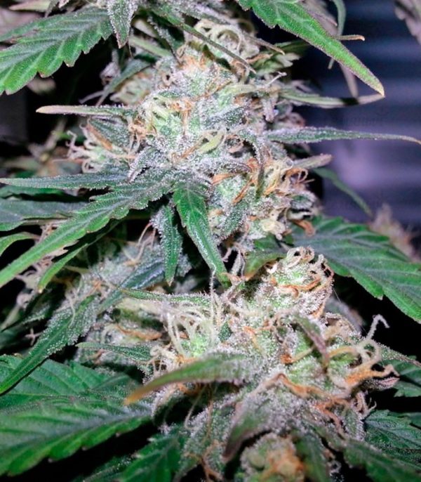 Семена сорта Crystal Candy (Sweet Seeds) — изображение 6