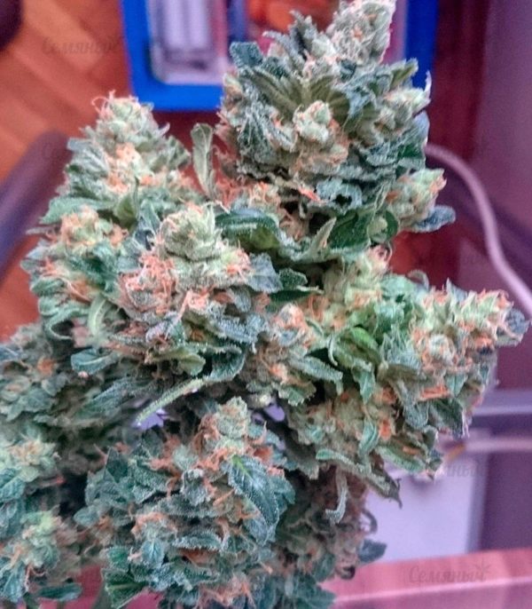 Семена сорта Crystal Candy (Sweet Seeds) — изображение 9