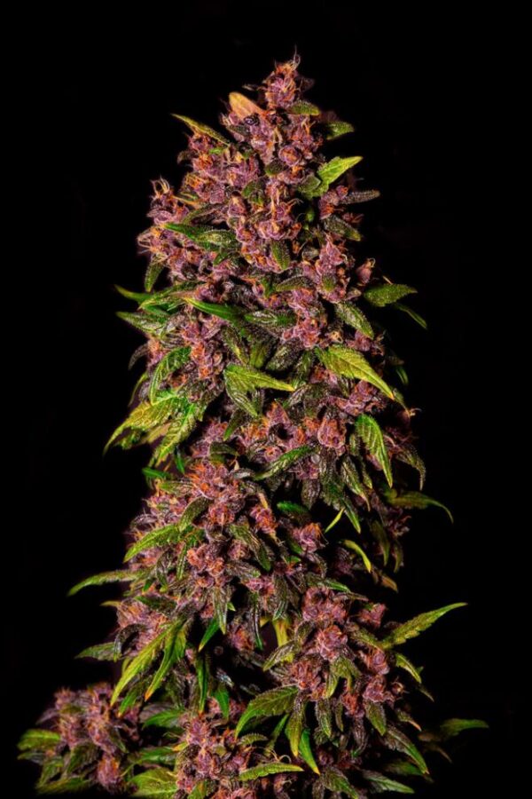 Семена сорта Crystal METH auto (FastBuds) — изображение 3