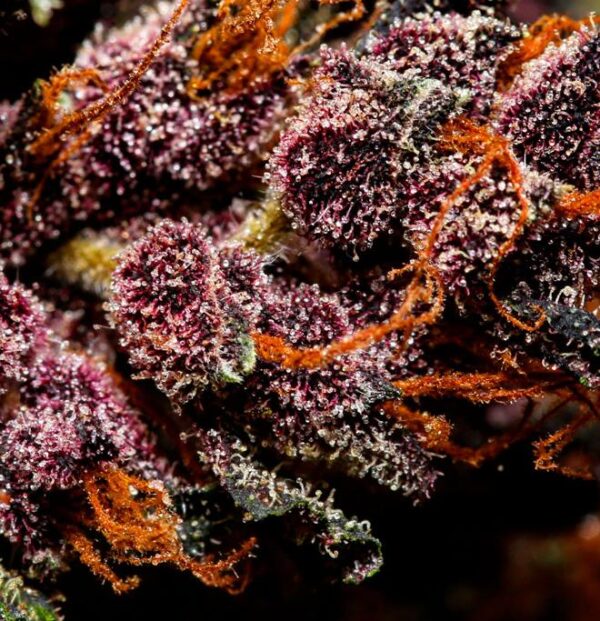 Семена сорта Crystal METH auto (FastBuds) — изображение 5