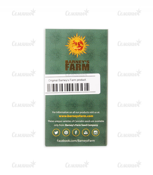 Семена сорта Cookies USA fem (Pyramid Seeds) — изображение 3