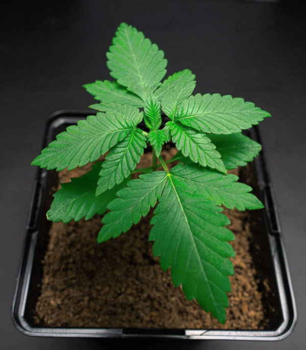 Семена сорта Cookies USA fem (Pyramid Seeds) — изображение 4
