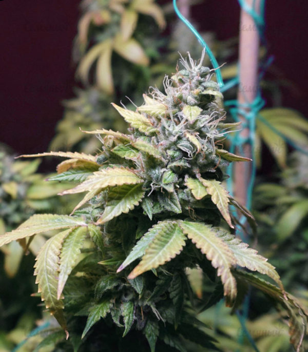 Семена сорта Cookies USA fem (Pyramid Seeds) — изображение 6