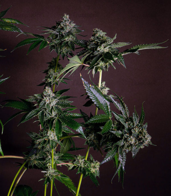 Семена сорта Cookies USA fem (Pyramid Seeds) — изображение 5