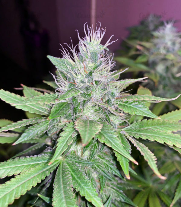 Семена сорта Cookies USA fem (Pyramid Seeds) — изображение 7