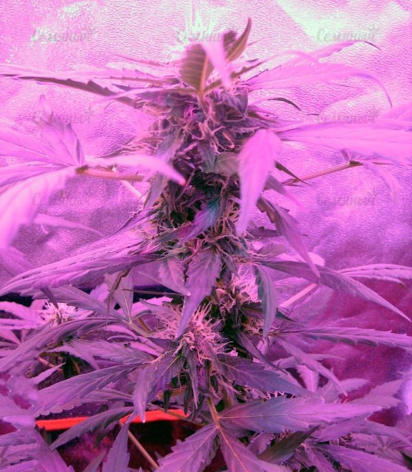Семена сорта Moby Dick Autoflowering (Dinafem Seeds) — изображение 5