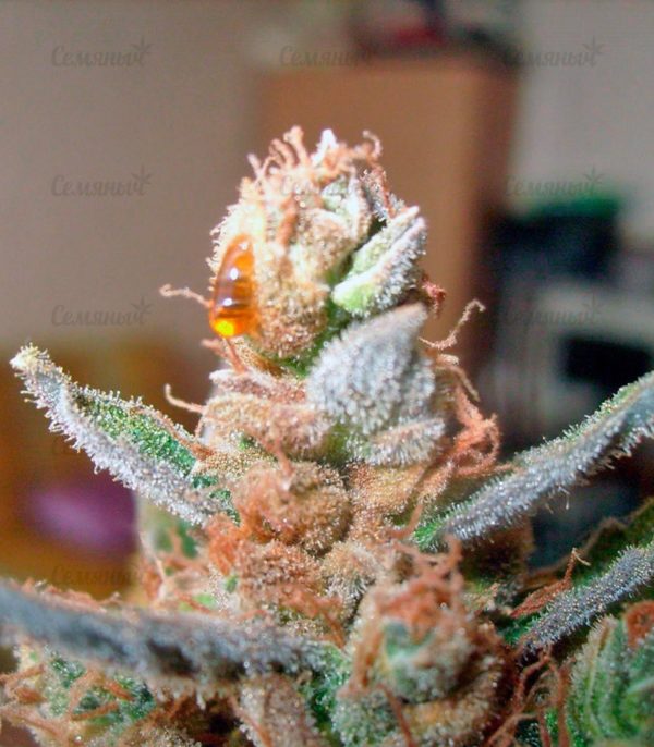 Семена сорта Moby Dick Autoflowering (Dinafem Seeds) — изображение 7