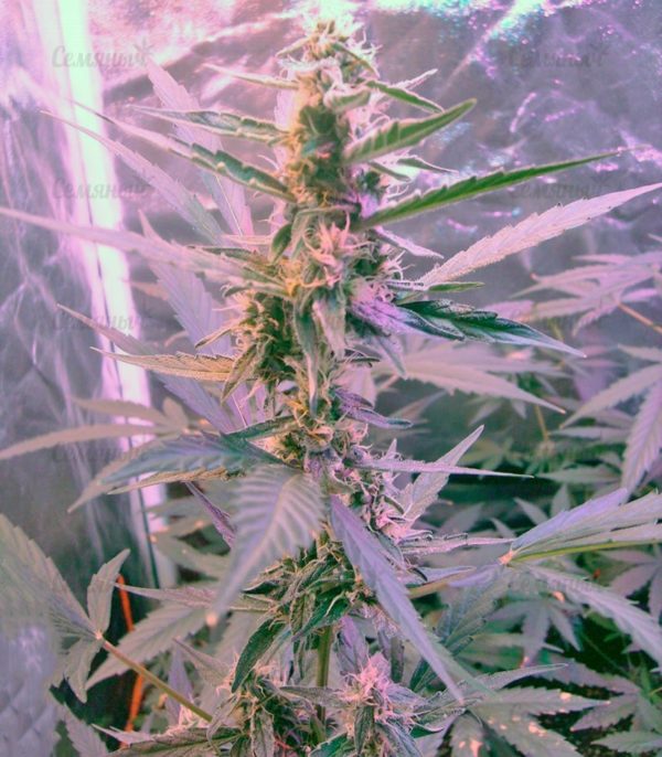 Семена сорта Moby Dick Autoflowering (Dinafem Seeds) — изображение 8