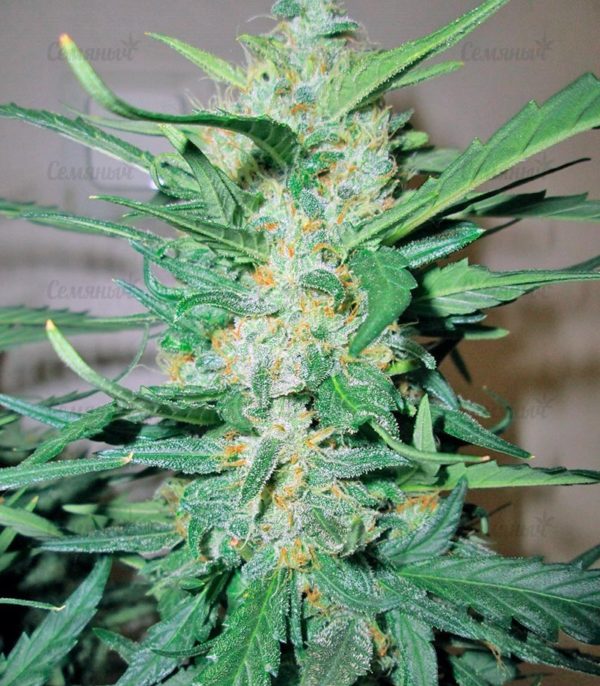 Семена сорта Dutch Dragon (Paradise Seeds) — изображение 4