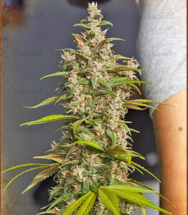 Семена сорта Dutch Dragon (Paradise Seeds) — изображение 5