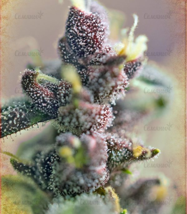 Семена сорта Dutch Dragon (Paradise Seeds) — изображение 6