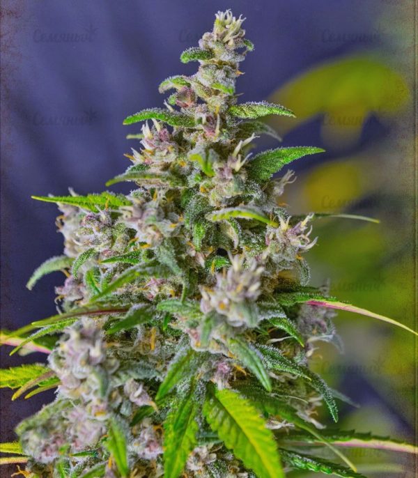 Семена сорта Dutch Dragon (Paradise Seeds) — изображение 7