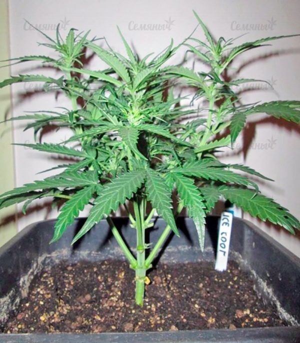 Семена сорта Dutch Dragon (Paradise Seeds) — изображение 8