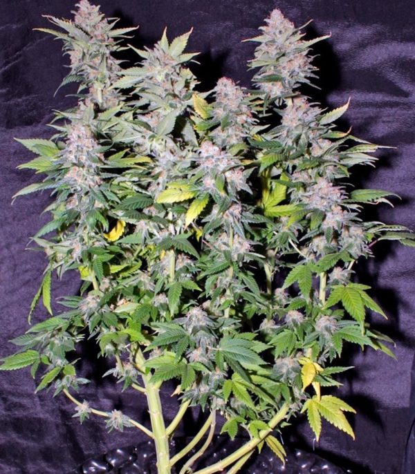 Семена сорта Aurora Indica (Nirvana Seeds) — изображение 5