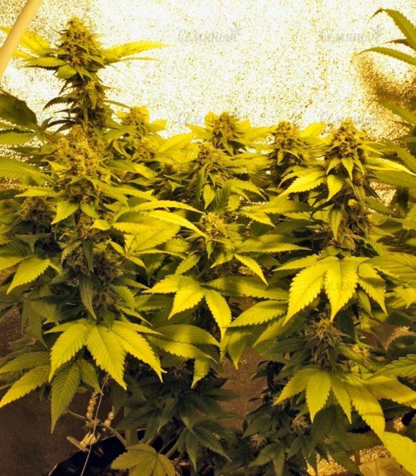 Семена сорта Aurora Indica (Nirvana Seeds) — изображение 7