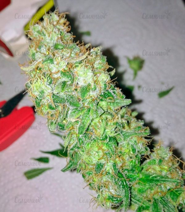 Семена сорта Santa Sativa (Dinafem Seeds) — изображение 4