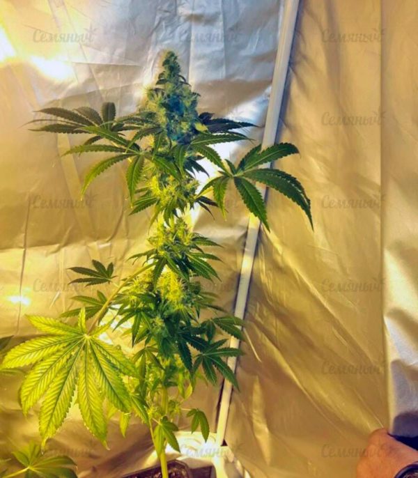 Семена сорта Santa Sativa (Dinafem Seeds) — изображение 5