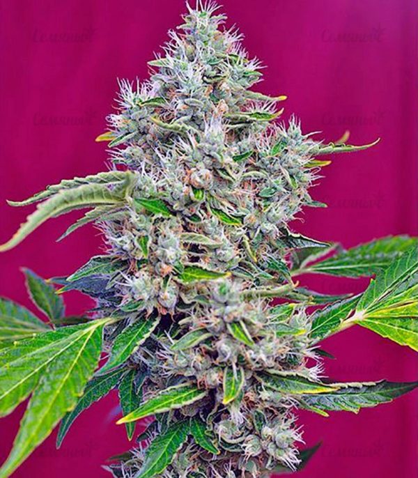 Семена сорта Santa Sativa (Dinafem Seeds) — изображение 6