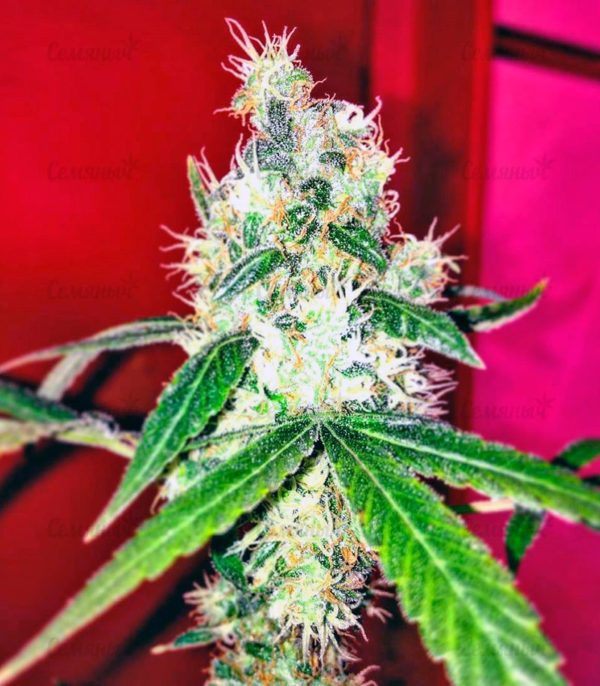Семена сорта Santa Sativa (Dinafem Seeds) — изображение 7