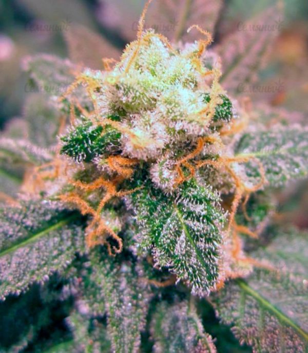 Семена сорта Silver Buddha Haze (Sumo Seeds) — изображение 4