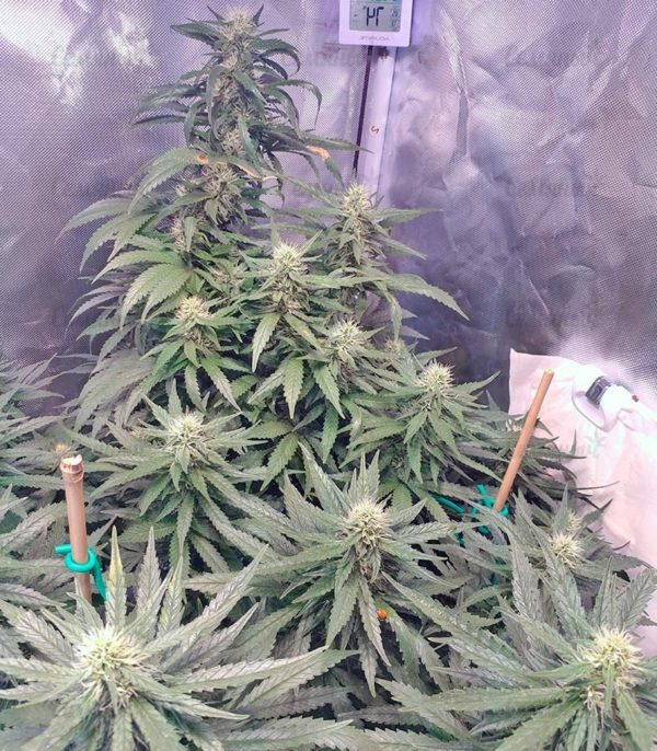 Семена сорта Silver Buddha Haze (Sumo Seeds) — изображение 5