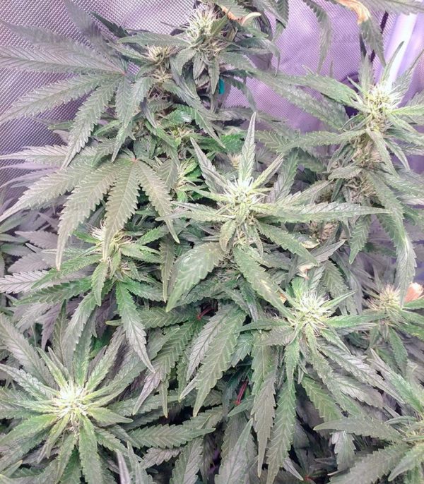 Семена сорта Silver Buddha Haze (Sumo Seeds) — изображение 6