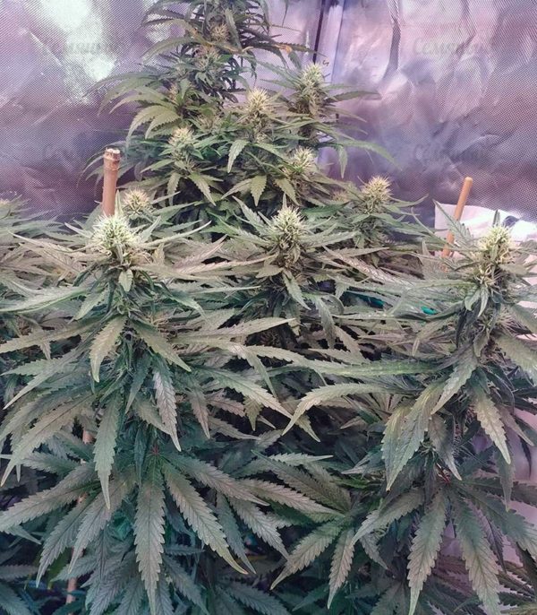 Семена сорта Silver Buddha Haze (Sumo Seeds) — изображение 7