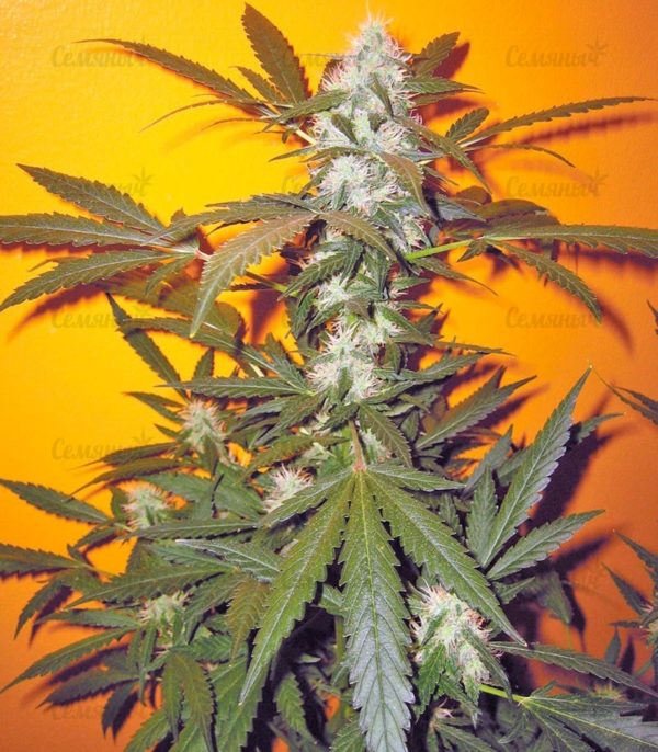 Семена сорта Silver Buddha Haze (Sumo Seeds) — изображение 8