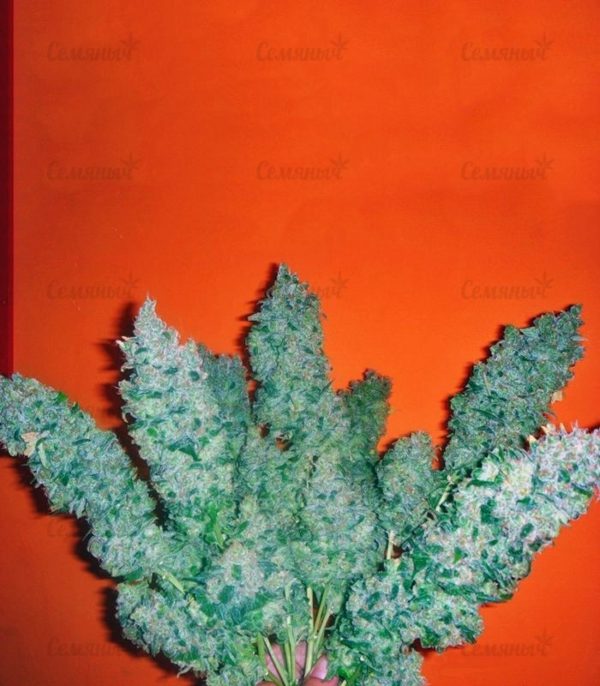 Семена сорта Auto Dark Purple (Delicious Seeds) — изображение 6