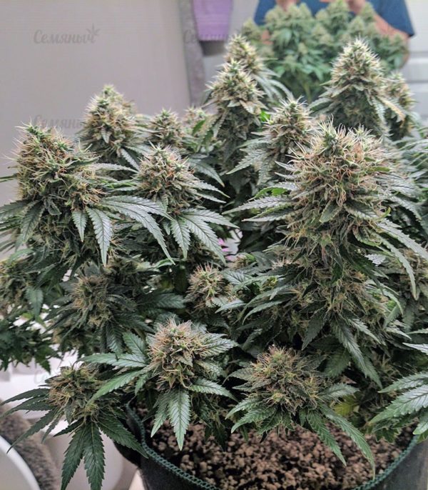 Семена сорта Auto Jack Hammer (Victory Seeds) — изображение 5