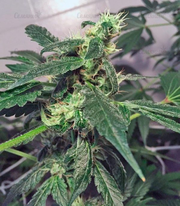 Семена сорта Auto Jack Hammer (Victory Seeds) — изображение 6
