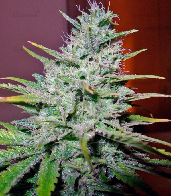 Семена сорта Auto Jack Hammer (Victory Seeds) — изображение 7