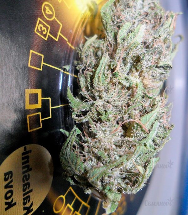 Семена сорта Auto Jack Hammer (Victory Seeds) — изображение 8