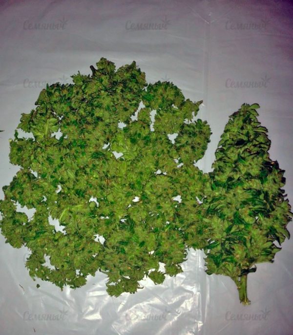 Семена сорта Auto Jack Hammer (Victory Seeds) — изображение 9
