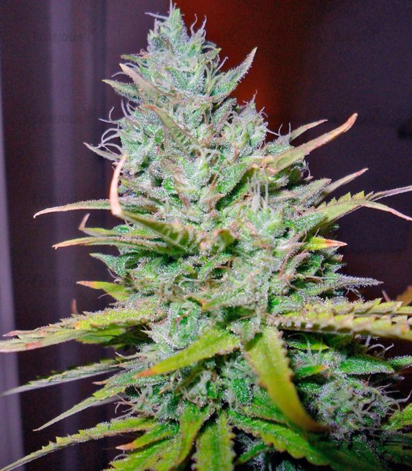 Семена сорта Auto Jack Hammer (Victory Seeds) — изображение 10