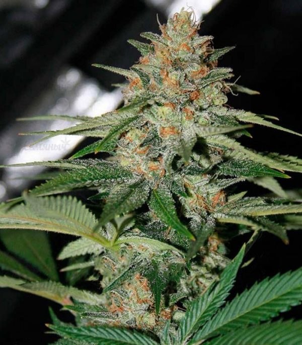Семена сорта AK-77V (Victory Seeds) — изображение 4