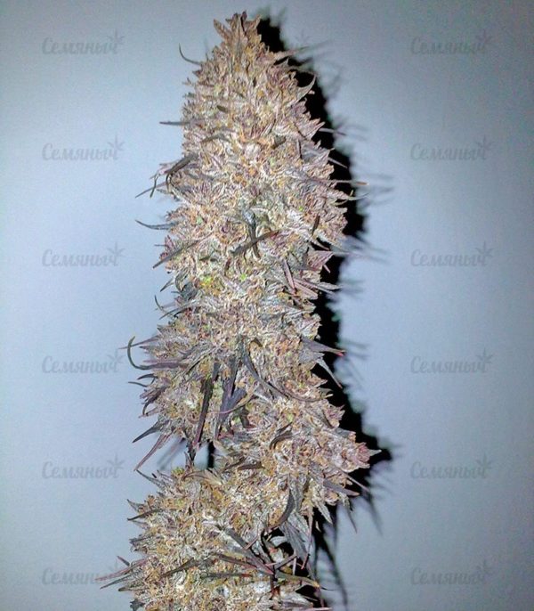 Семена сорта La Diva (Delicious Seeds) — изображение 4