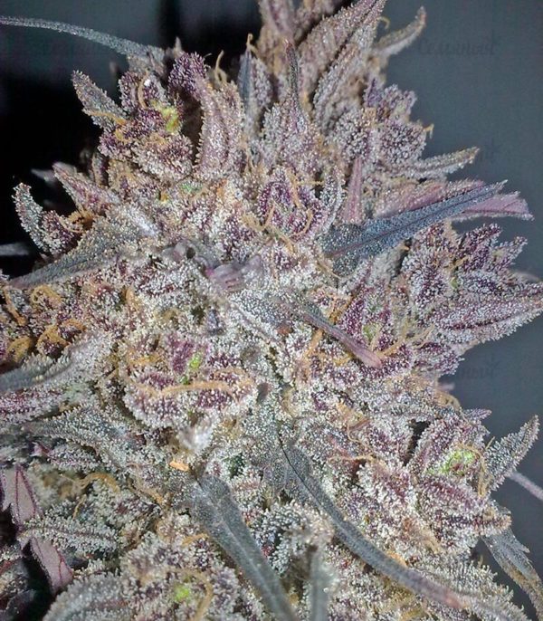 Семена сорта La Diva (Delicious Seeds) — изображение 5