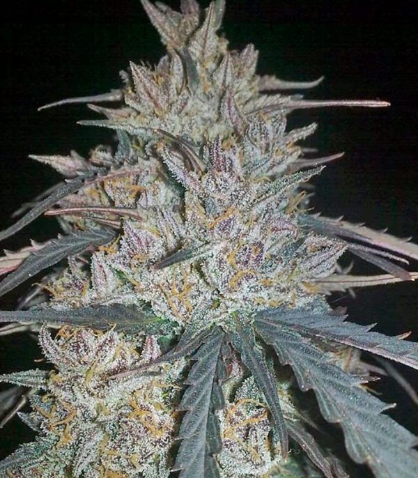 Семена сорта La Diva (Delicious Seeds) — изображение 7