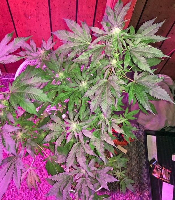 Семена сорта La Diva (Delicious Seeds) — изображение 8