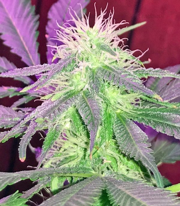 Семена сорта La Diva (Delicious Seeds) — изображение 9