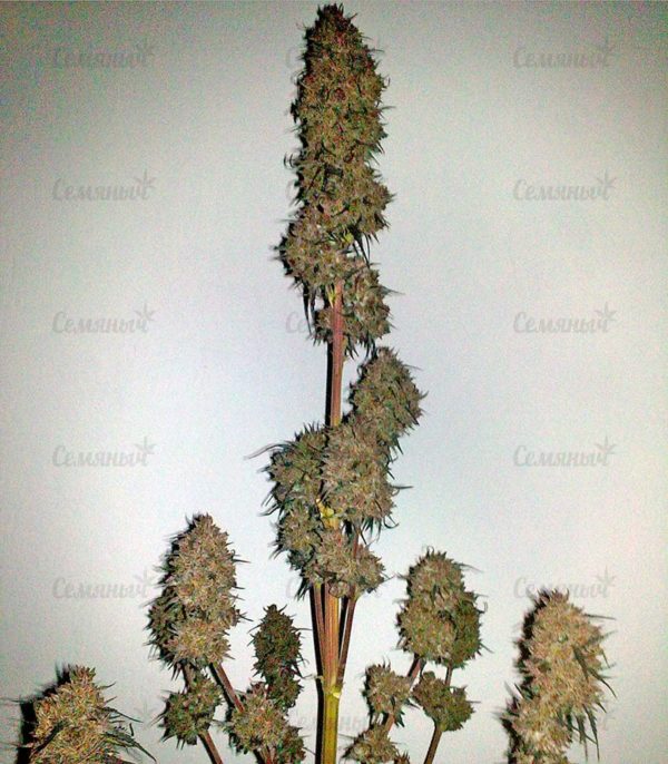 Семена сорта La Diva (Delicious Seeds) — изображение 10