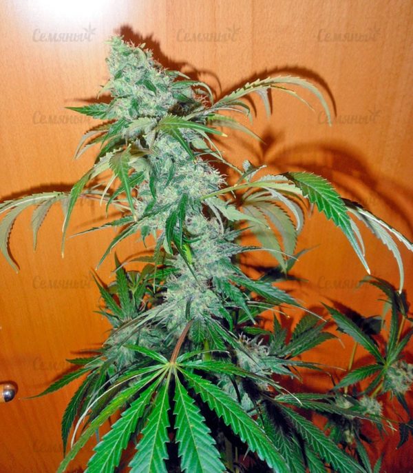 Семена сорта La Diva (Delicious Seeds) — изображение 11