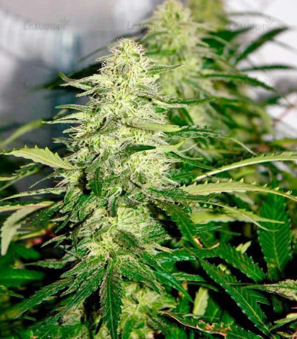 Семена сорта Total Paralysis (Heavyweight Seeds) — изображение 6