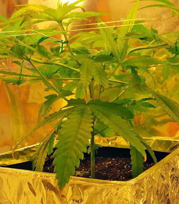 Семена сорта Total Paralysis (Heavyweight Seeds) — изображение 7