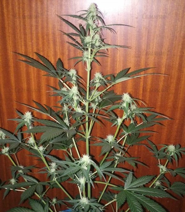 Семена сорта White Widow XXL Autoflowering (Dinafem Seeds) — изображение 4