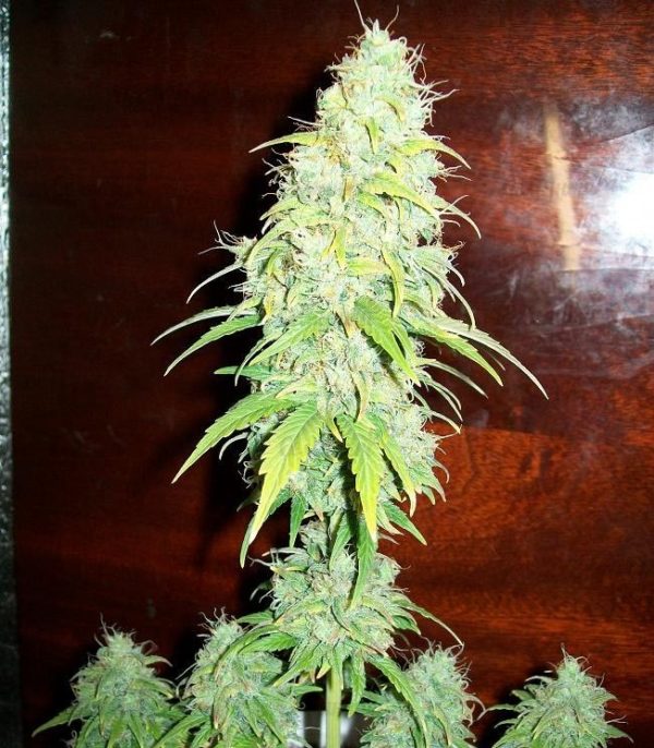 Семена сорта White Widow XXL Autoflowering (Dinafem Seeds) — изображение 5