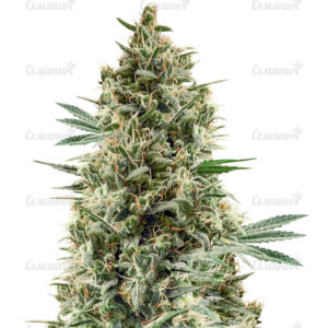 Семена сорта Tangerine Dream (Barney's Farm)