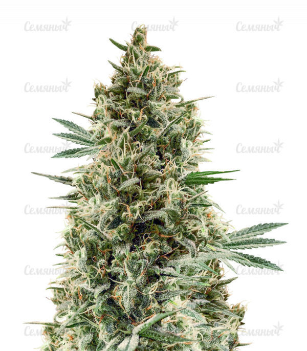 Семена сорта Tangerine Dream (Barney's Farm)